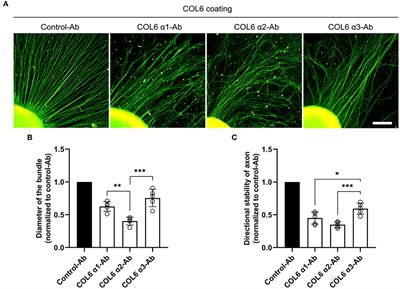 Recombinant COL6 α2 as a Self-Organization Factor That Triggers Orderly Nerve Regeneration Without Guidance Cues